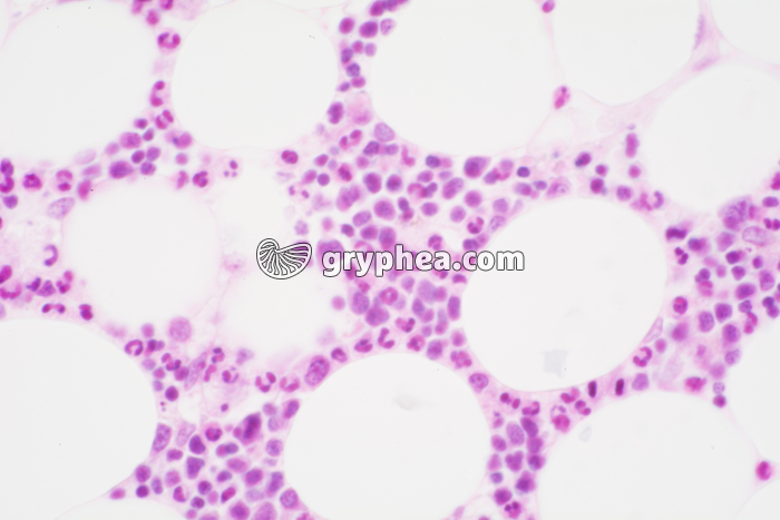 Moelle osseuse en coupe x200 - gryphea.com